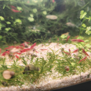 neocaridina davidi red cherry - déclassé
