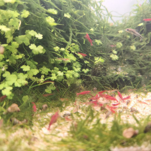 neocaridina davidi red cherry - high grade Sakura ou red