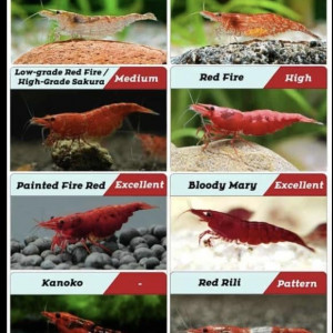 neocaridina davidi red cherry - high grade Sakura ou red