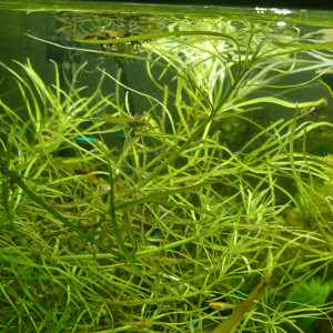 Don de petits guppys