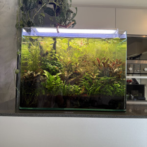 Vends Aquarium 29L (40cm L x 26cm l x 30cm H) en l’état (avec crevettes Bloody Mary)