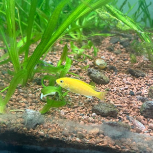 Labidochromis caeruleus