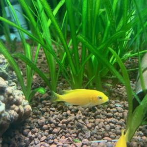 Labidochromis caeruleus