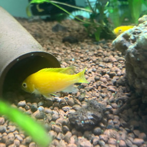 Labidochromis caeruleus