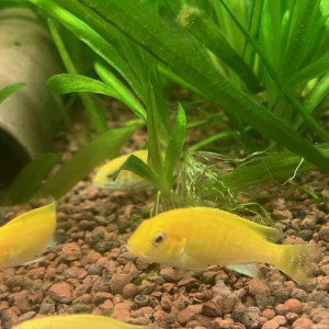 Labidochromis caeruleus