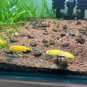 Labidochromis caeruleus