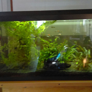 Aquarium complet