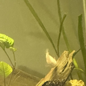 Vente de poissons lot de 7