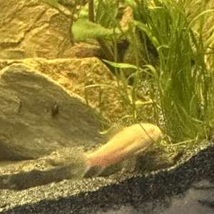 Vente de poissons lot de 7