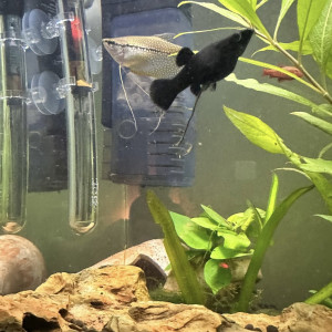 Vente de poissons lot de 7