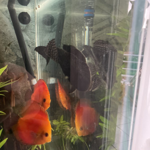 Ancistrus xl