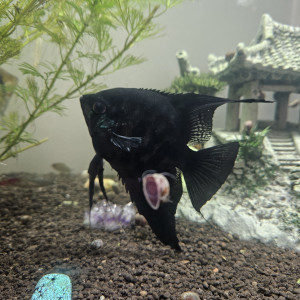 Couple de scalaires adultes qui attendent d'être adoptés :-)