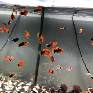 Poissons molly, platy