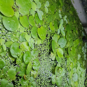 Lots de plantes flottante