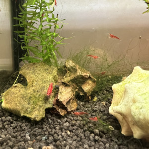 Crevettes red cherry