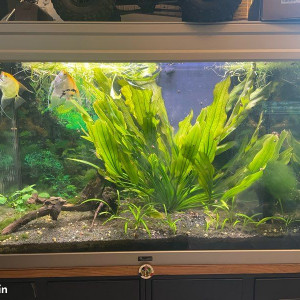 Recherche dons de poissons