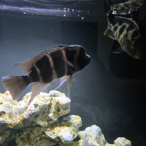 Frontosa cichlides