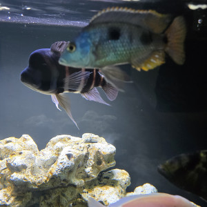 Frontosa cichlides