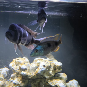 Frontosa cichlides