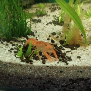 Ecrevisse naine cambarellus orange