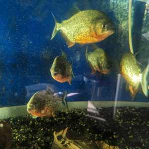 Vente de piranha à ventre rouge