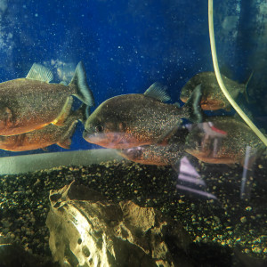Vente de piranha à ventre rouge