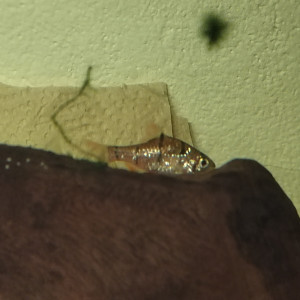 Barbus de Sumatra