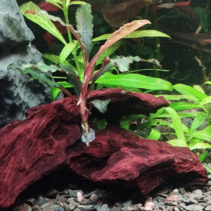 Plantes sur supports