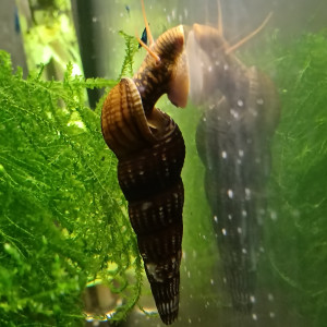Escargots tylomelania yellow spotted