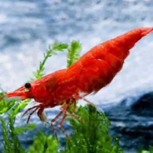 Crevette red sakura