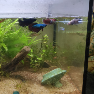 Don bettas splendens femelles communauté avec corydoras et crevettes Japonica