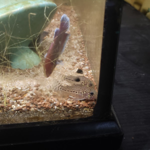 Don bettas splendens femelles communauté avec corydoras et crevettes Japonica