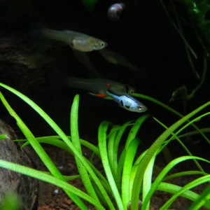 Poecilia wingei EL SILVERADO