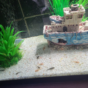 Ancistrus albinos