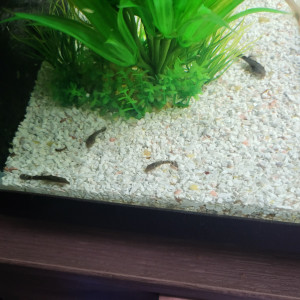 Ancistrus albinos