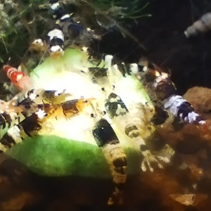 Taïwan bee mix