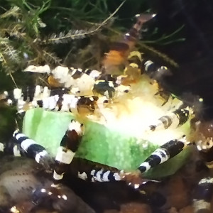 Taïwan bee mix