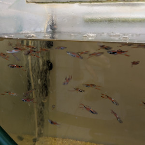 Guppy Endler