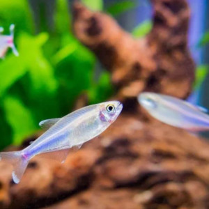 Lot de 9 Tetra bleus de cochu (Boehlkea Fredcochui) 3cm