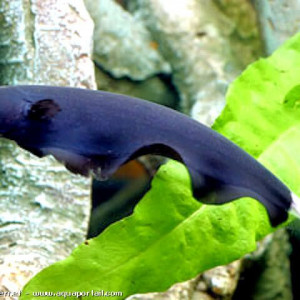 Échange poisson couteau(25cm) + poisson roseau (30cm)