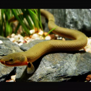 Échange poisson couteau(25cm) + poisson roseau (30cm)