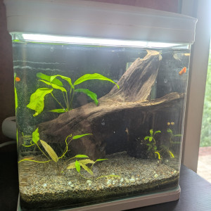 Aquarium 7L avec éclairage et filtration intégrée (Nobleza)