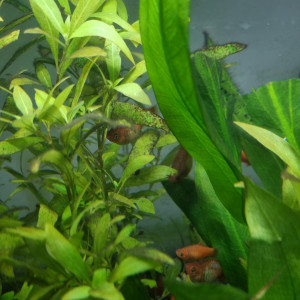poissons rouges