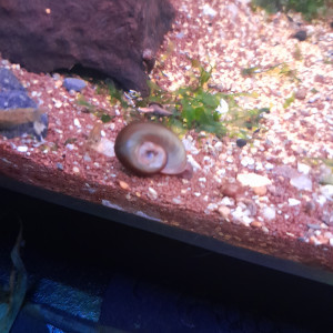 Planorbes marron