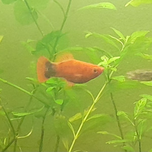 Platy mâle adulte