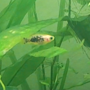 Jeune platy mâle