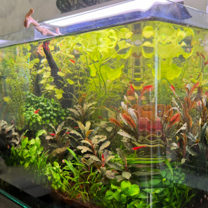 Vends Aquarium 29L (40cm L x 26cm l x 30cm H) en l’état (avec crevettes Bloody Mary)