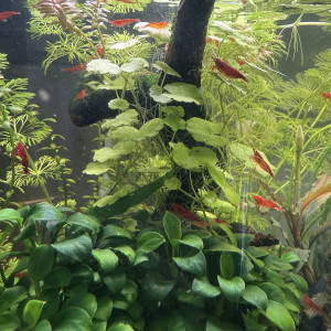 Vends Aquarium 29L (40cm L x 26cm l x 30cm H) en l’état (avec crevettes Bloody Mary)