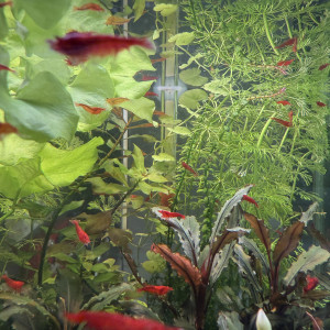 Vends Aquarium 29L (40cm L x 26cm l x 30cm H) en l’état (avec crevettes Bloody Mary)