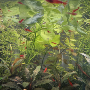 Vends crevettes Bloody Mary